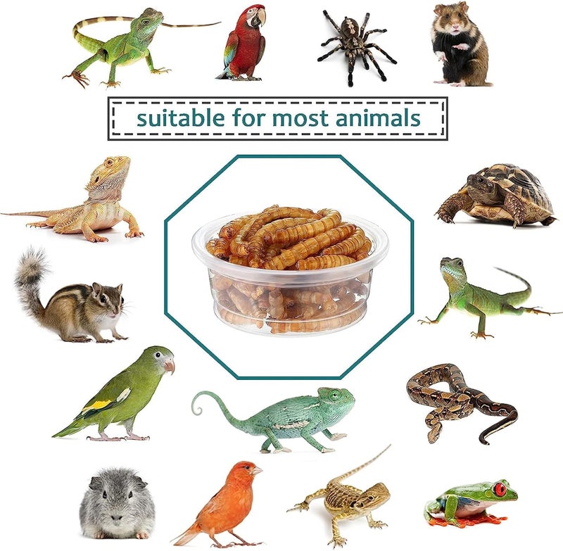 YOJOR 0.5oz Crested Gecko Food and Water Feeding Cups, Reptile Feeder Bowls, Plastic Replacement Food Dish for Lizard and Other Small Pet Ledge Accessories (100 pcs) - Image 5